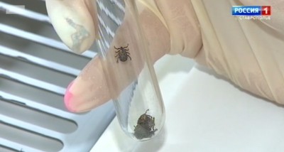 На Ставрополье за неделю от укусов клещей пострадали свыше 260 человек