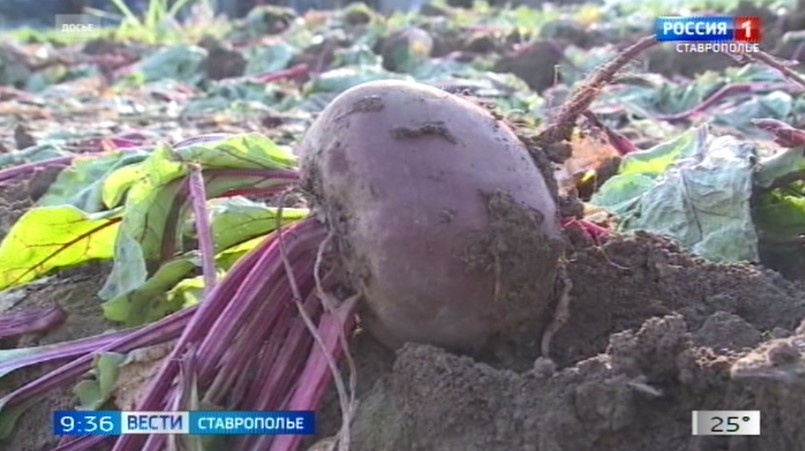 На Ставрополье стартовала уборка столовой свёклы На Ставрополье стартовала уборка столовой свёклы