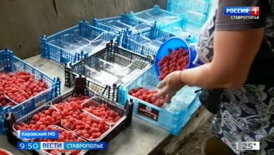 Сезон малины начинается на Ставрополье