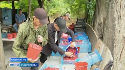 Малиновый край: на Ставрополье начинается сезон сбора ценной ягоды