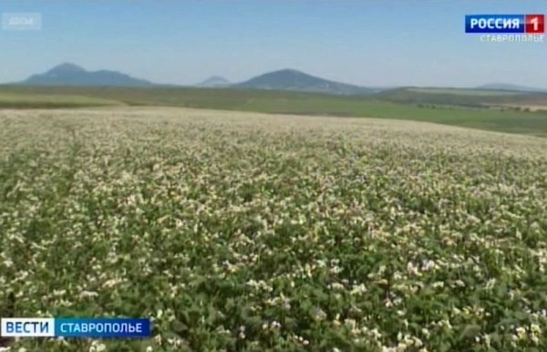 На Ставрополье наращивают производство гречихи