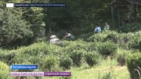 В Адыгее собирают урожай чая В Адыгее собирают урожай чая